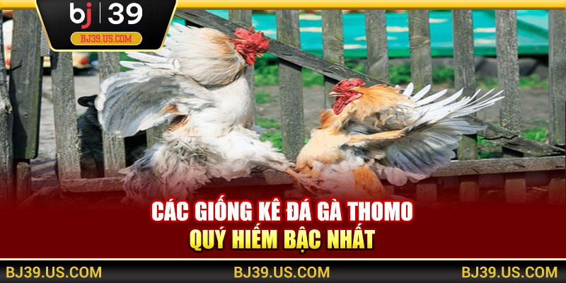 Các giống kê đá gà Thomo quý hiếm bậc nhất