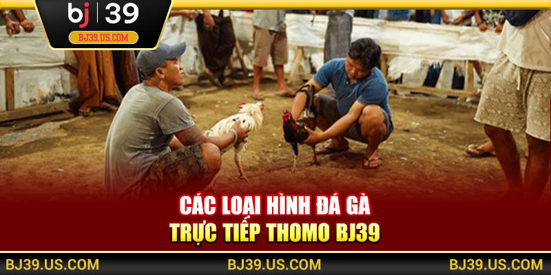 Các loại hình đá gà trực tiếp Thomo BJ39