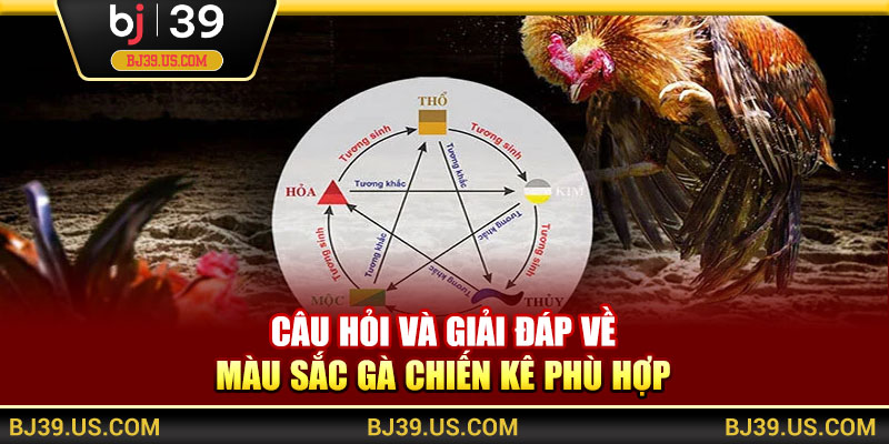 Câu hỏi và giải đáp về màu sắc gà chiến kê phù hợp