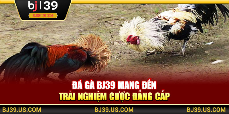 Đá gà BJ39 mang đến trải nghiệm cược đẳng cấp