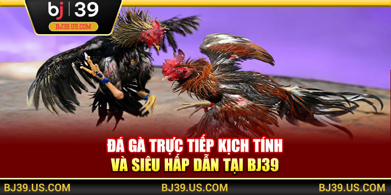 Đá gà trực tiếp