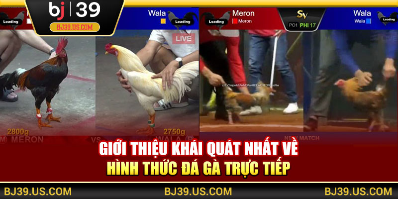 Vài nét khái quát về hình thức đá gà trực tiếp