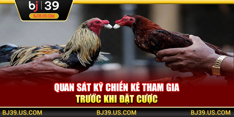 Quan sát kỹ chiến kê tham gia trước khi đặt cược